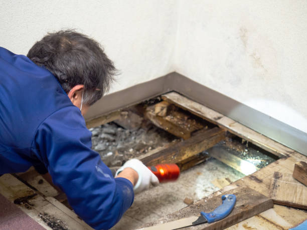 Best Crawl Space Mold Removal  in Clermont, IN